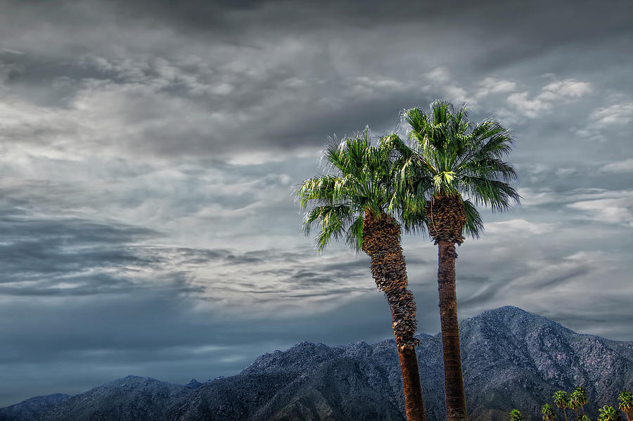Palm Trees by Borrego Springs in the Anza-Borrego Desert State Park Photograph by Randall Nyhof