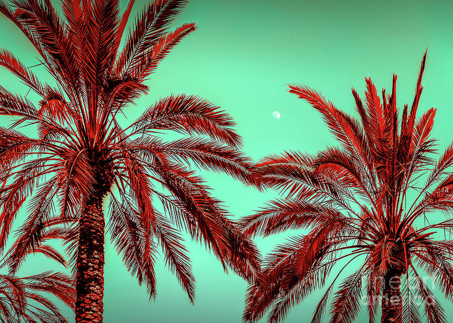 Palm Trees By The Moonlight - Fine Art Photography Photograph
