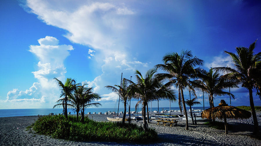 Palm Trees Catamarans Delray Beach Florida Photograph by Lawrence S Richardson Jr