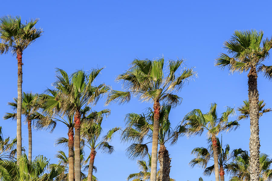 Palm trees  Photograph by Chris Smith