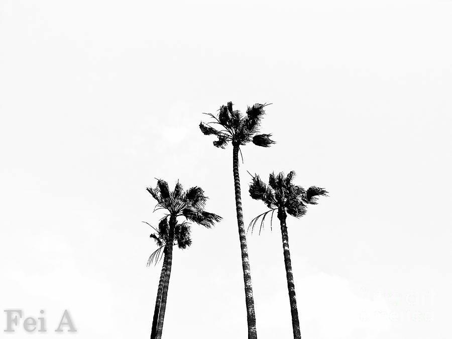 Palm Trees Photograph by Fei A