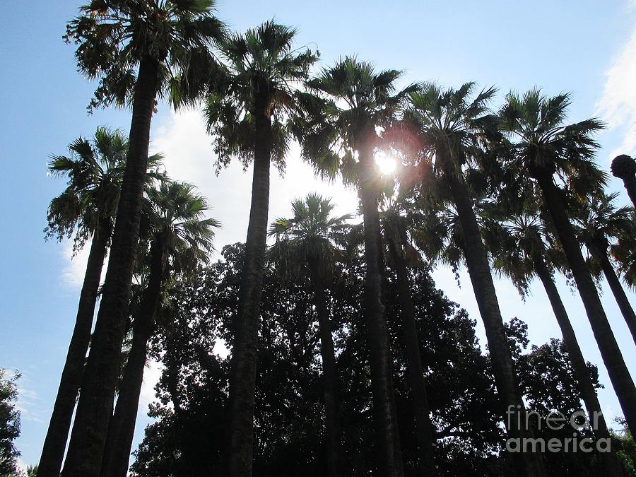 Palm trees in Athens Photograph by Chani Demuijlder