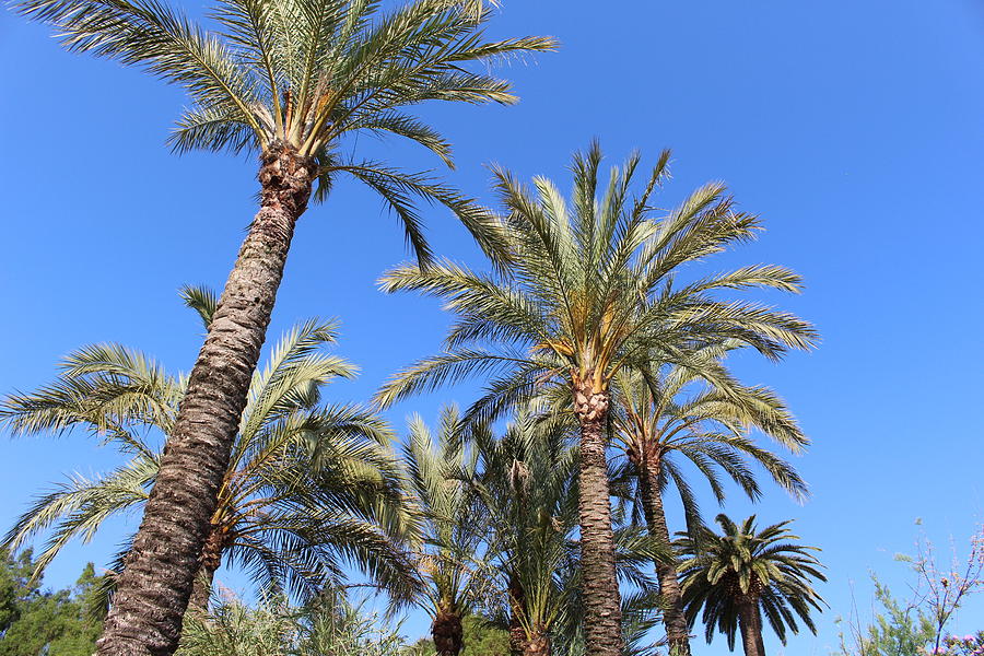 Palm trees in Barcelona Photograph by Irma Naan - Fine Art America