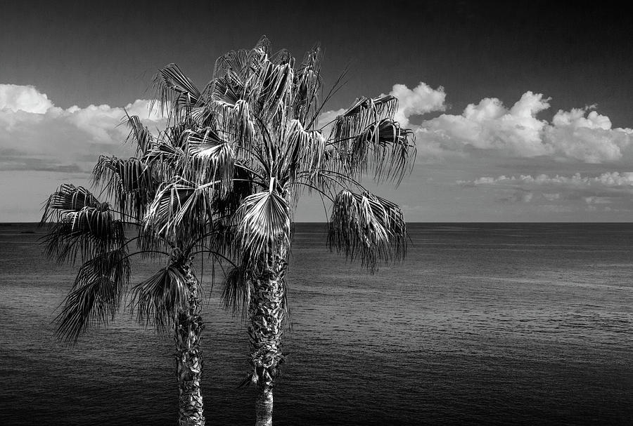 Palm Trees in Black and White at Laguna Beach Photograph by Randall Nyhof