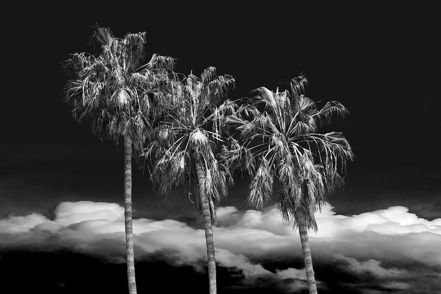 Palm Trees in Black and White on Cabrillo Beach Photograph by Randall Nyhof
