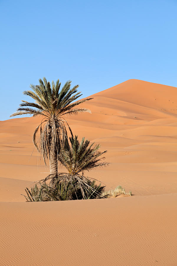 Palm Trees in Desert Photograph by Aivar Mikko