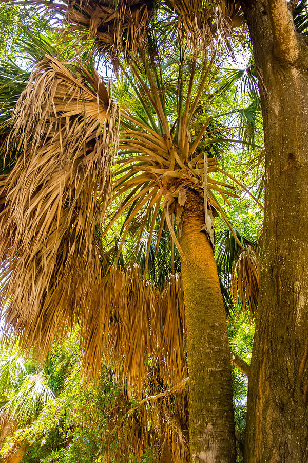 Palm Trees In State Usa Photograph by Alex Grichenko Fine Art