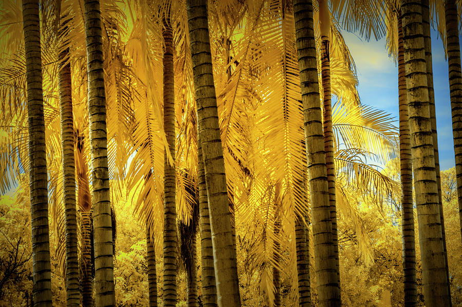 Palm Trees in Infrared at The Huntington Library Photograph by Randall Nyhof