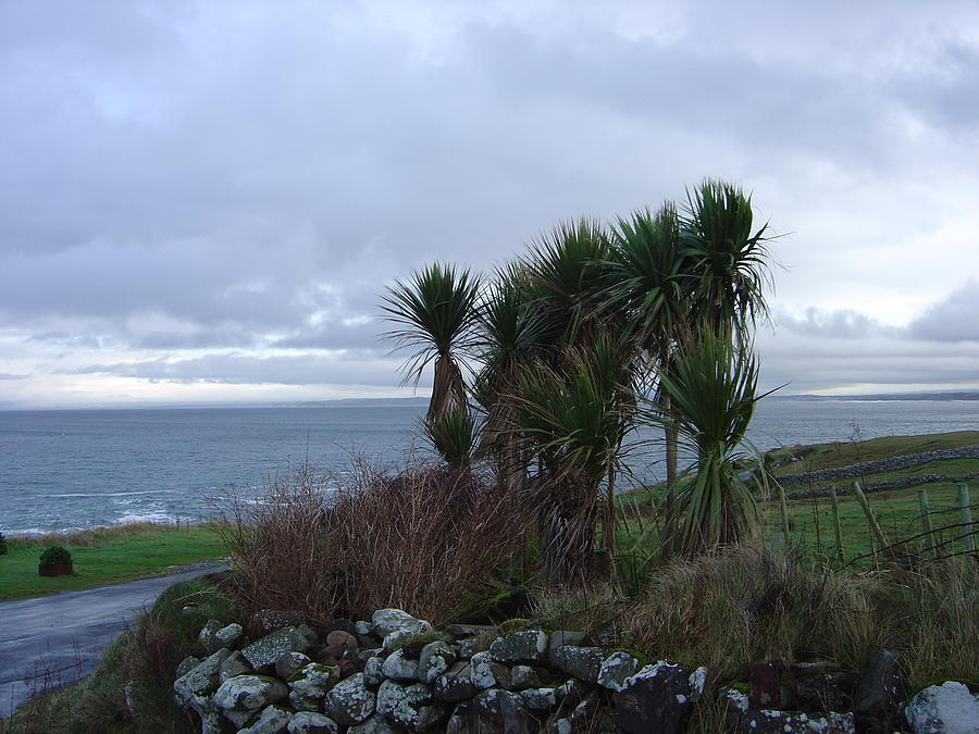 Palm Trees in Ireland Photograph by John Moyer
