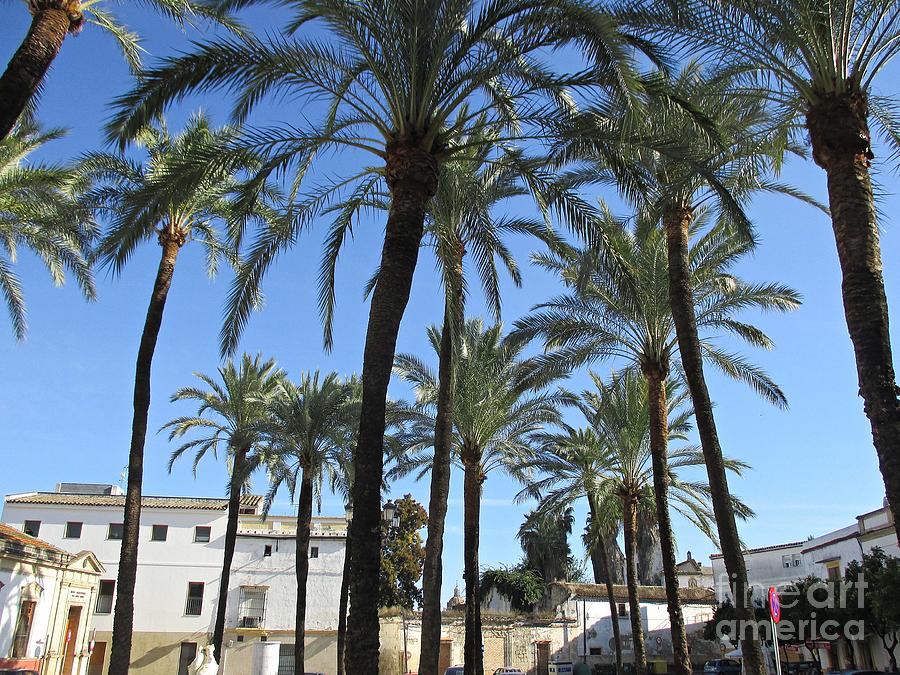 Palm trees in Jerez Photograph by Chani Demuijlder
