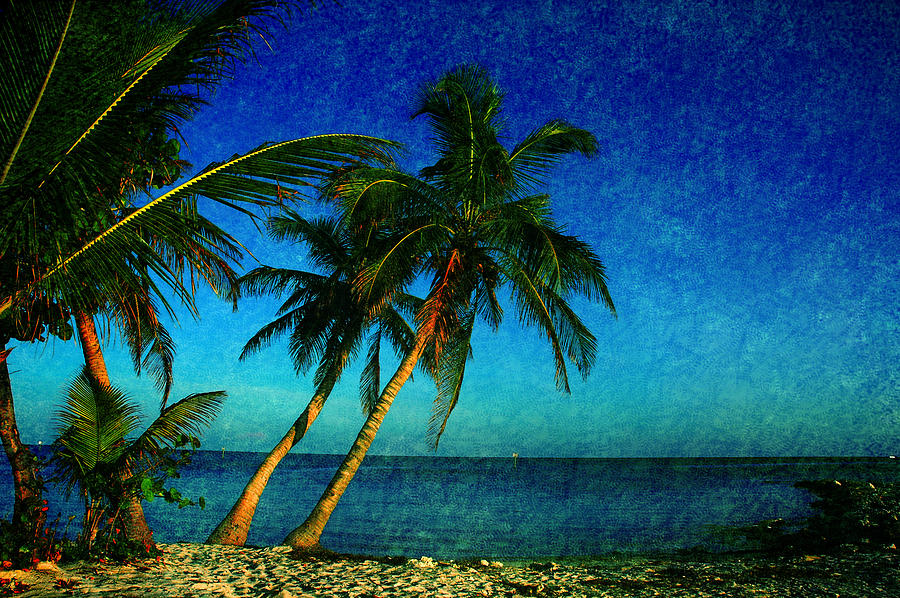 Palm trees in Key West Photograph by Susanne Van Hulst