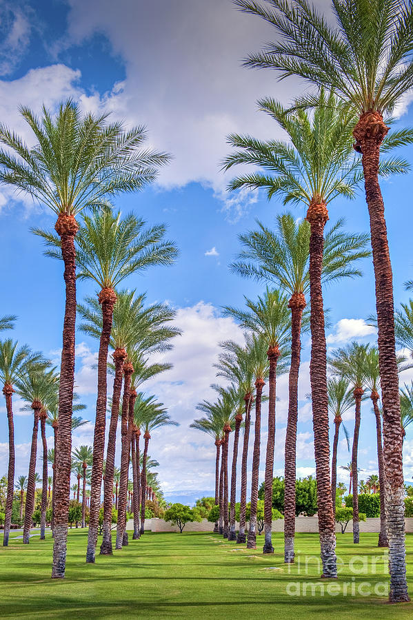 Palm Trees In Line Sky Vertical Photograph by David Zanzinger