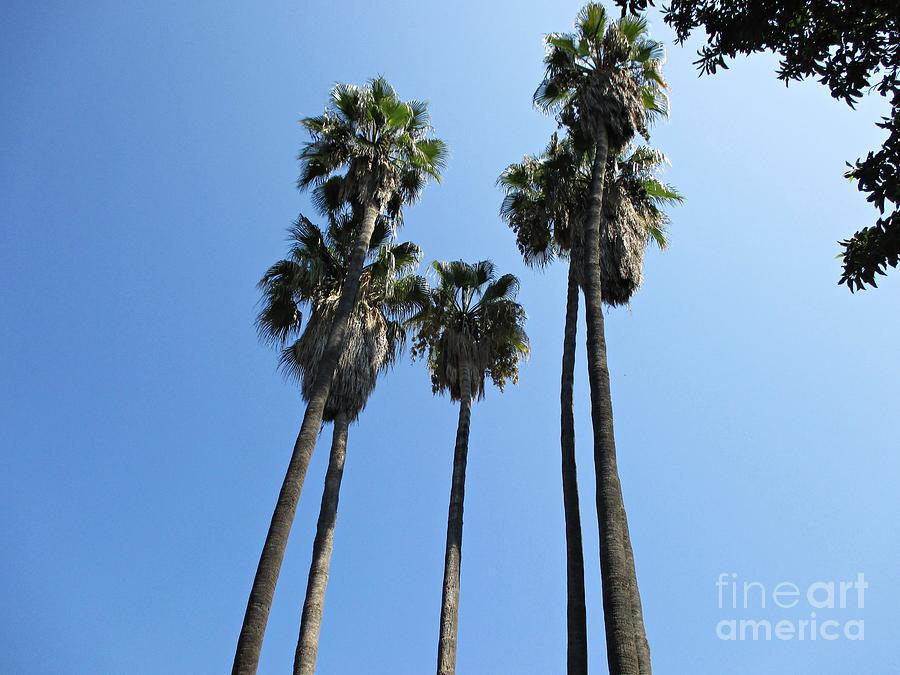 Palm trees in Malaga Photograph by Chani Demuijlder