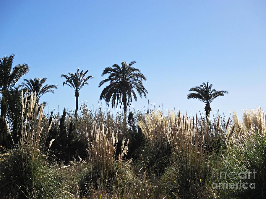 Palm trees in Motril Photograph by Chani Demuijlder