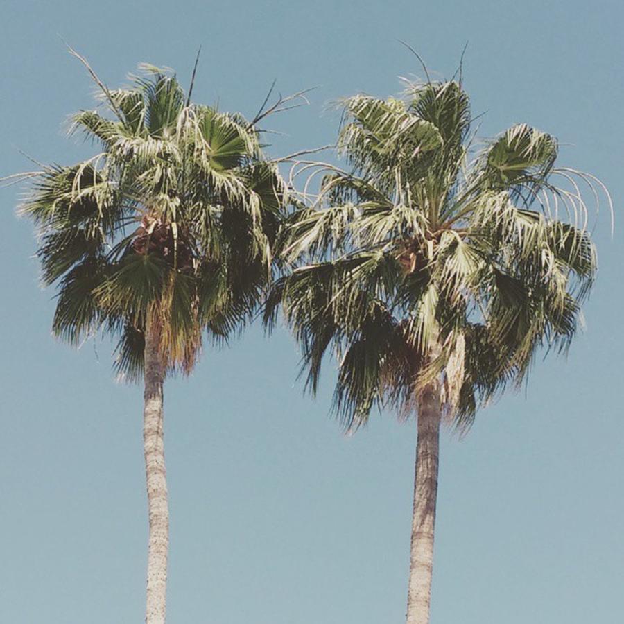 Phoenix Photograph - Palm Trees In #phoenix! #summertime by Sarah Marie
