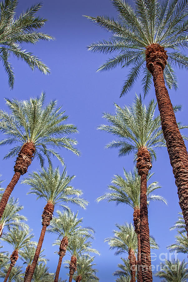 Palm Trees in Rows looking up Photograph by David Zanzinger
