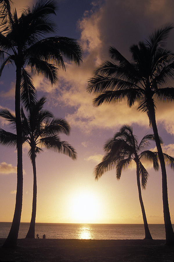 Palm Trees In Silhouette At Sunset Photograph By Richard Nowitz