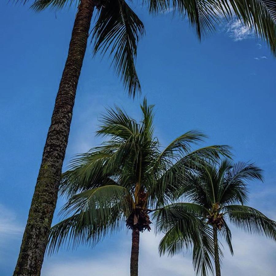 Tree Photograph - Palm Trees In Singapore by Aleck Cartwright