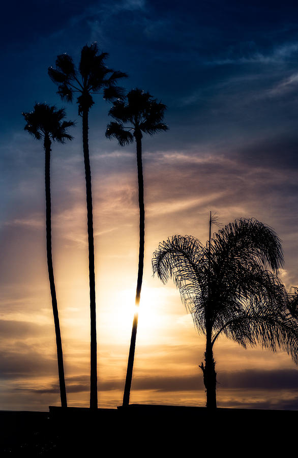 Palm trees in sunset silhouette Photograph by Peter V Quenter