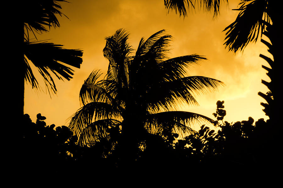 Palm trees in sunset Photograph by Wolfgang Stocker