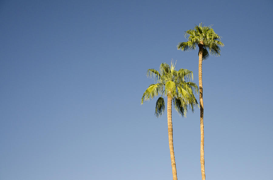 Palm trees, big sky, Palm Springs, California Photograph by Erik Burg