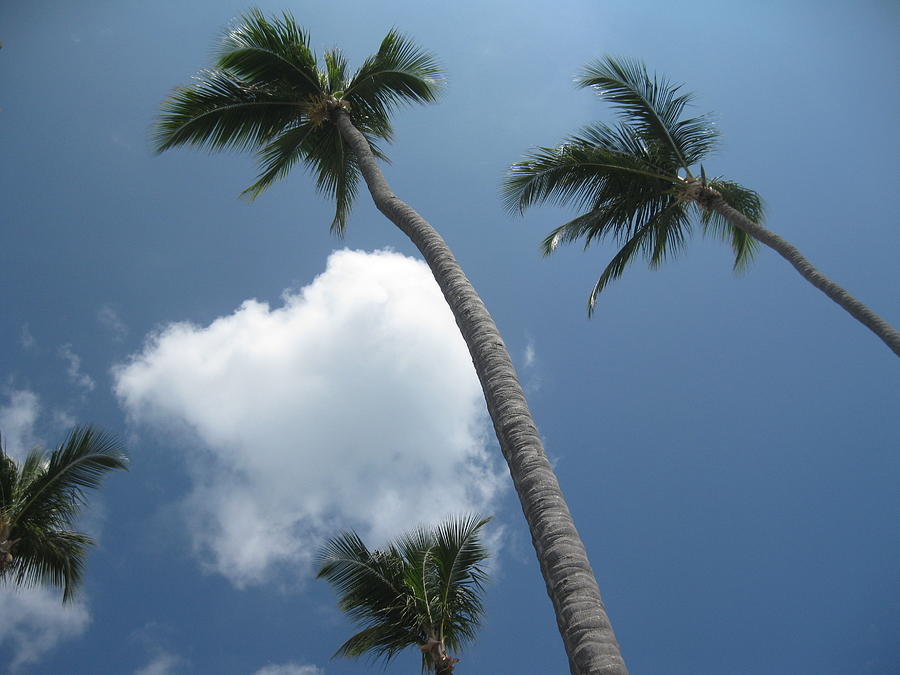 Palm Trees in the Clouds Photograph by Cynthia Iwen - Fine Art America