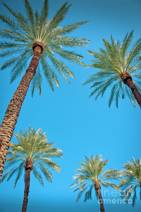 Palm Trees In The Desert Photograph By David Zanzinger