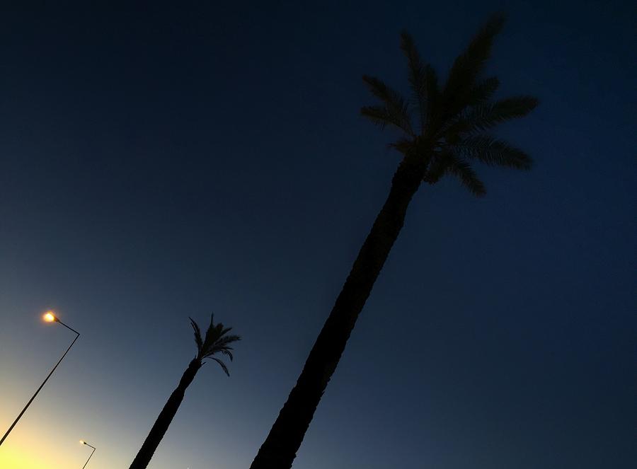 Dawn Photograph - Palm trees in the early morning by Dirk Jung