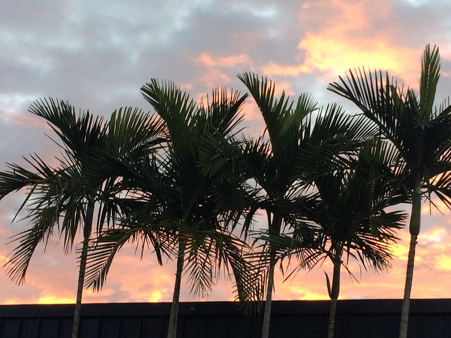 Palm Trees in The Sky Photograph by Courtney Jaeckel - Pixels