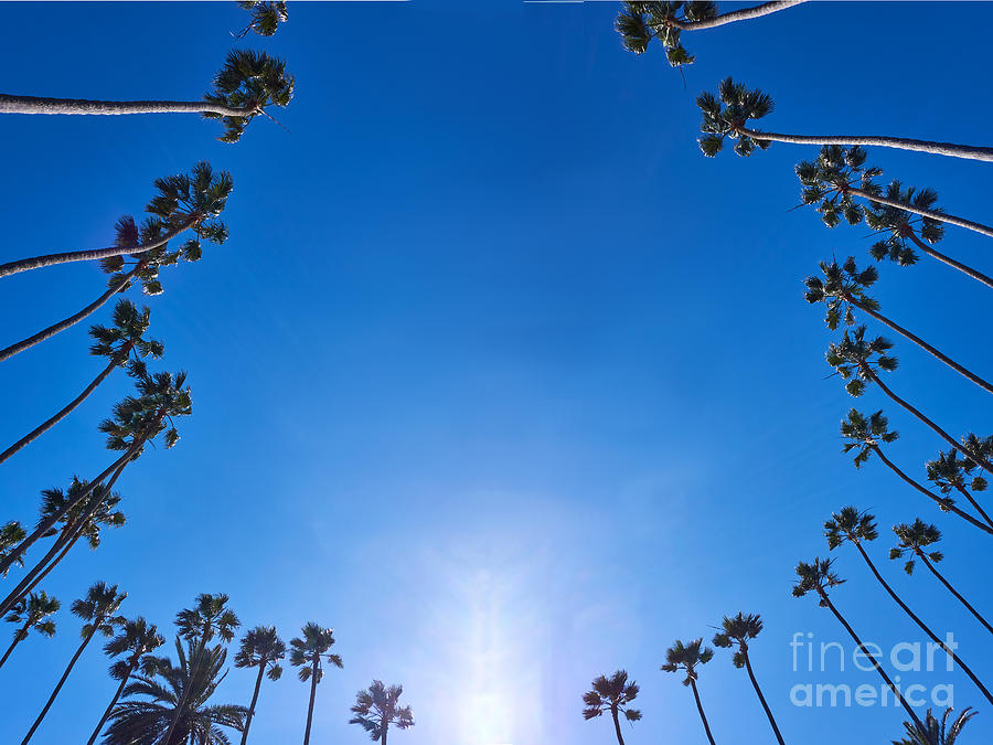 Palm Trees in the Sky Photograph by Steve Ondrus
