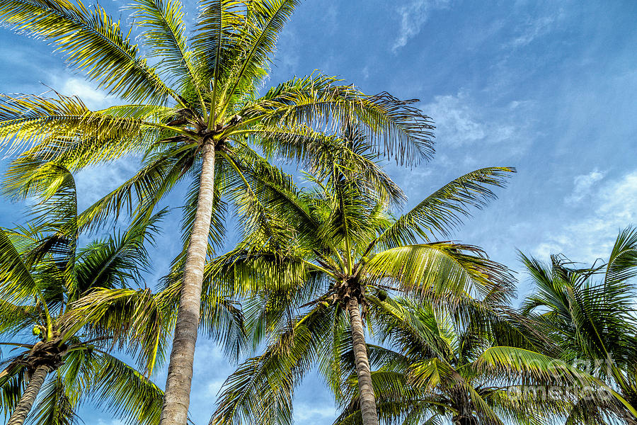 Palm Trees In Varadero Photograph