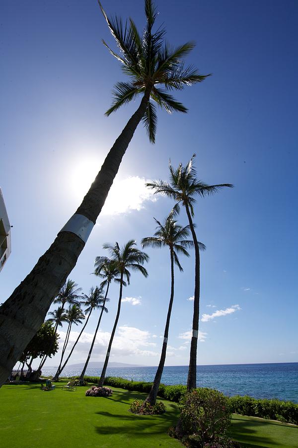 Nature Photograph - Palm Trees by Ivan SABO