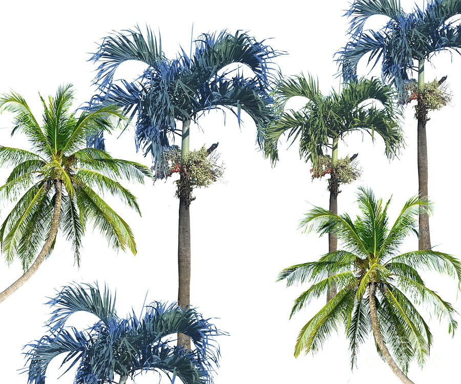Palm Trees Digital Art by Kelley Freel-Ebner