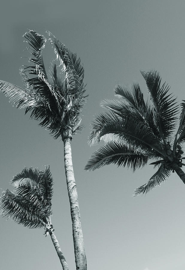 Tree Photograph - Palm trees by Larisa Siverina