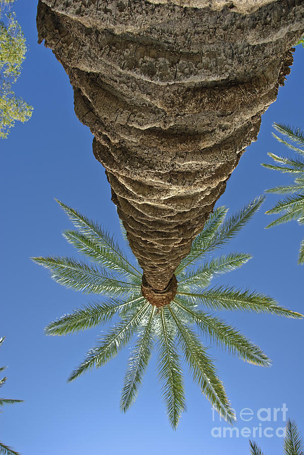 Palm Trees Looking Up 4 Photograph by David Zanzinger