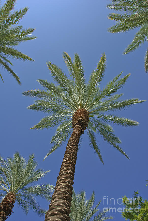 Palm Trees Looking Up 5 Photograph by David Zanzinger
