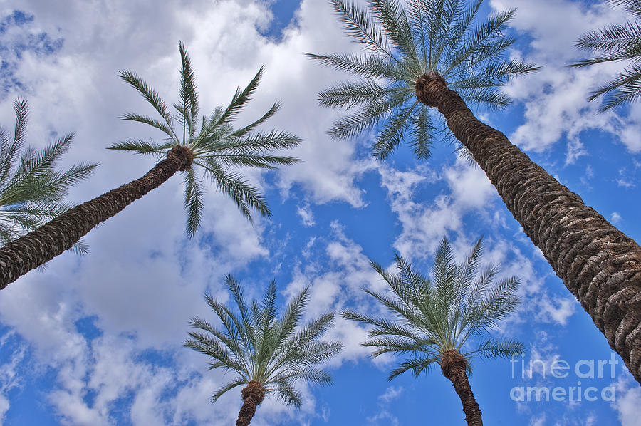 Palm Trees Looking Up 7 Photograph by David Zanzinger