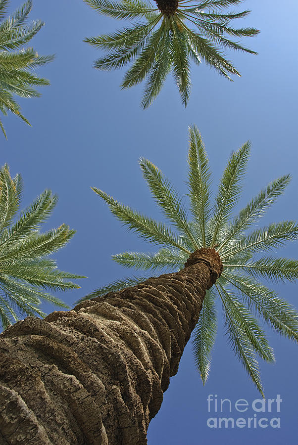 Palm Trees Looking Up 8 Photograph by David Zanzinger