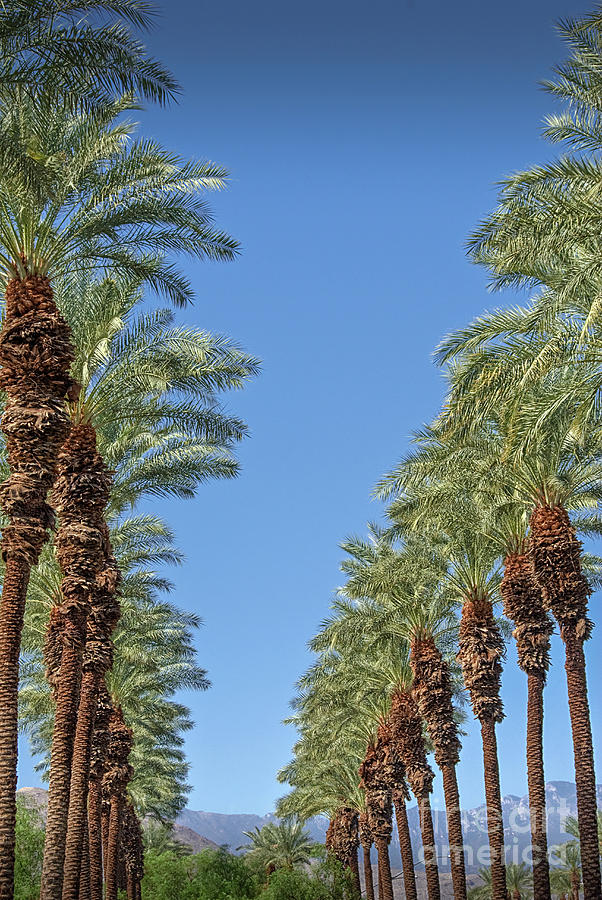Palm Trees Looking Up Photograph by David Zanzinger