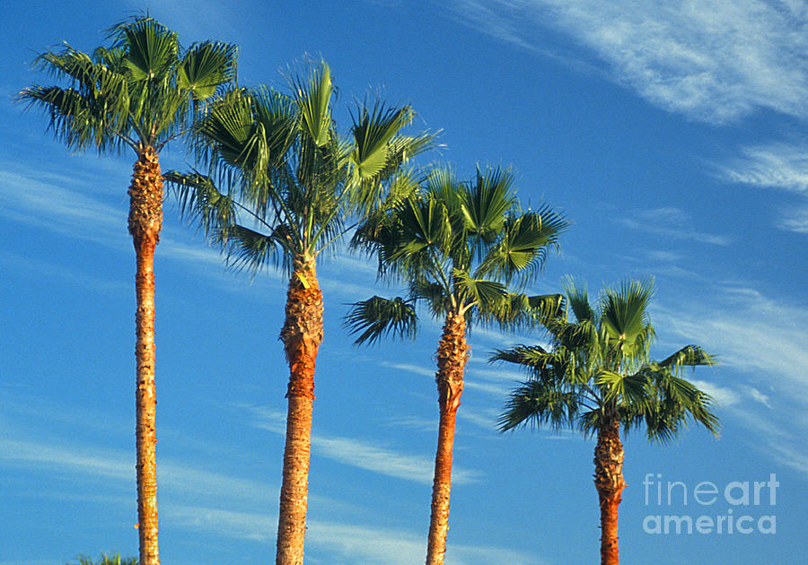 Palm Trees Photograph - Palm Trees by Marc Bittan