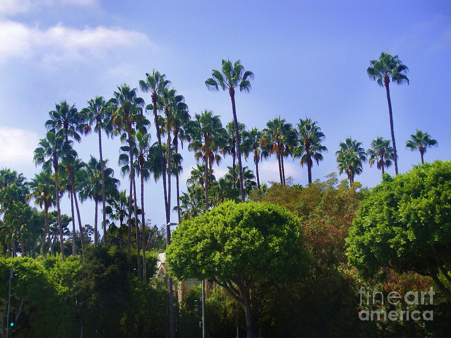 Tree Photograph - Palm trees. My beautiful California by Sofia Goldberg