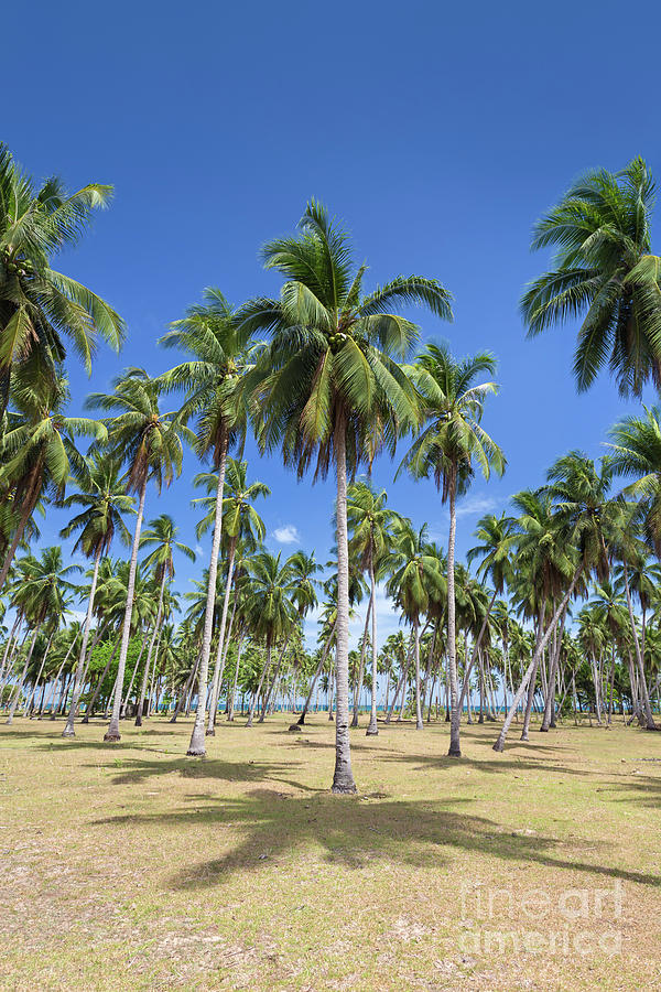 Palm trees near long beach, an eighteen kilometre stretch of whi ...