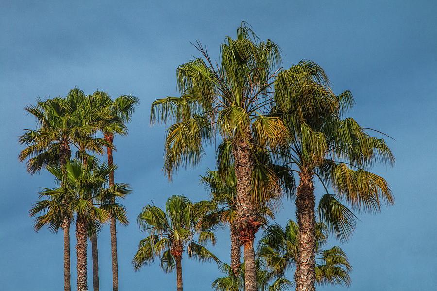 Palm Trees on Laguna Beach in California Photograph by Randall Nyhof
