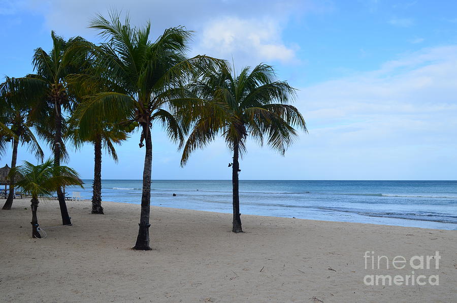 Palm Trees On Palm Beach In Aruba Photograph by DejaVu Designs