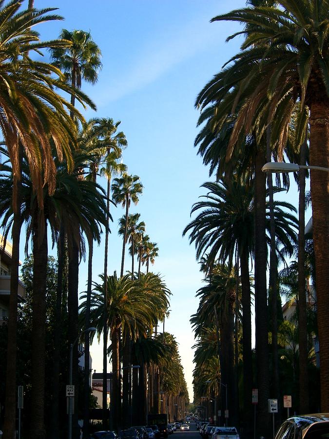 Tree Photograph - Palm trees on street by Sin Lanchester