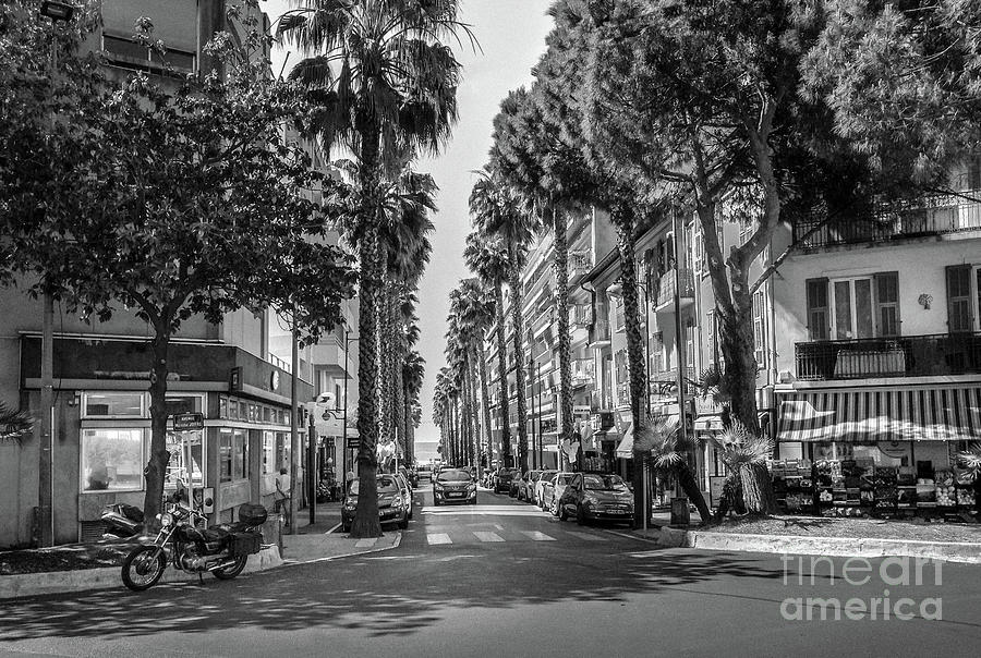Palm Trees On Street In Antibes, France, Blk Wht Photograph by Liesl Walsh