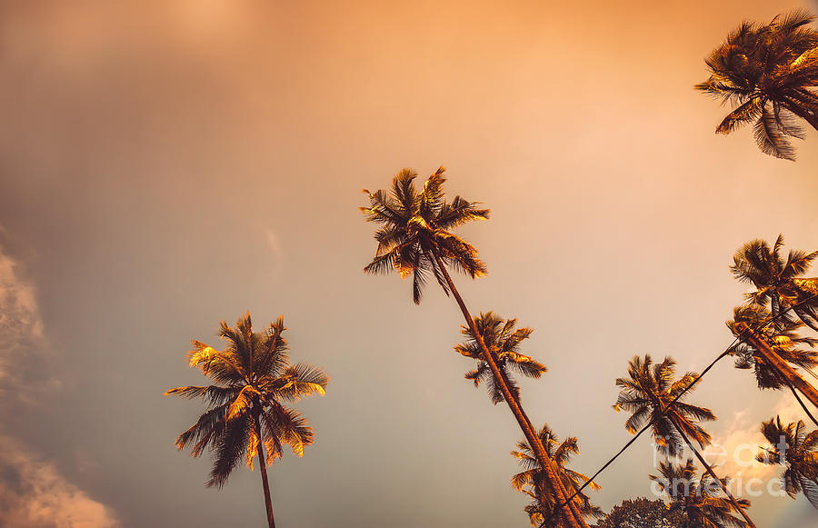 Palm trees on sunset Photograph by Anna Om