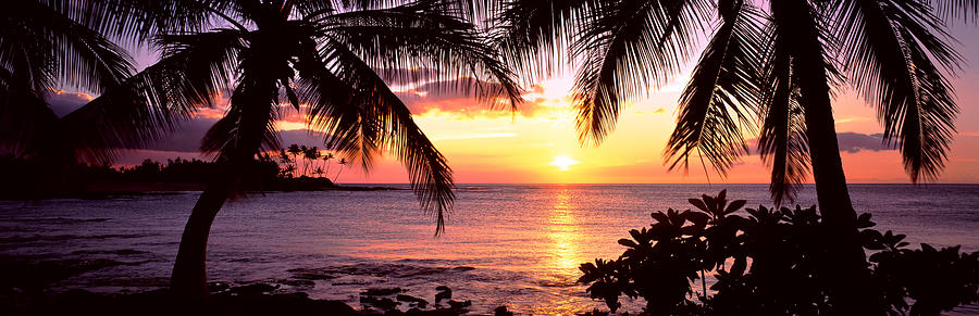 Palm Trees On The Coast, Kohala Coast Photograph by Panoramic Images