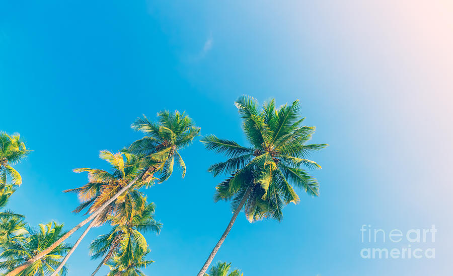 Palm trees over blue sky background Photograph by Anna Om