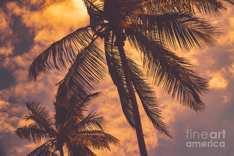 Palm trees over sunset sky background Photograph by Anna Om
